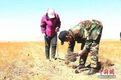 春到沙地：内蒙古治沙一